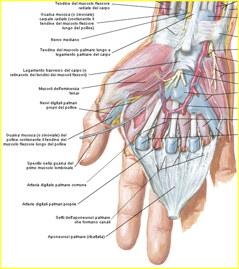CanaleDiGuyon - Fig.2