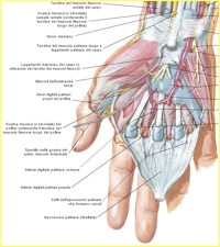 Sindrome canale di Guyon