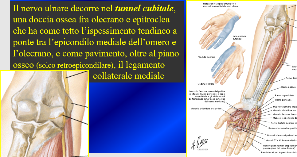 NervoUlnareGomito - Fig.1