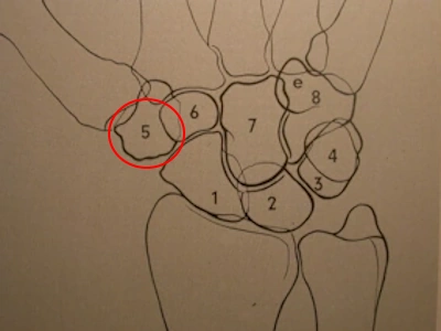 articolazione mano 1