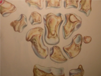 articolazione mano 3